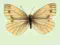 Pieris napi female (aberrant form emiobscurata) (Internet Image property of respective owner, non-commercial use only)